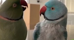 Dvije malene papige se raspričale i raznježile cijeli svijet svojim ponašanjem