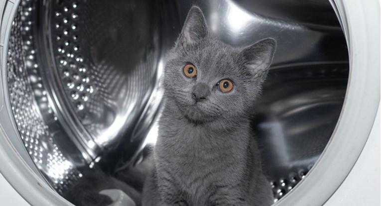 Mačak čudom preživio 12-minutno pranje u perilici rublja
