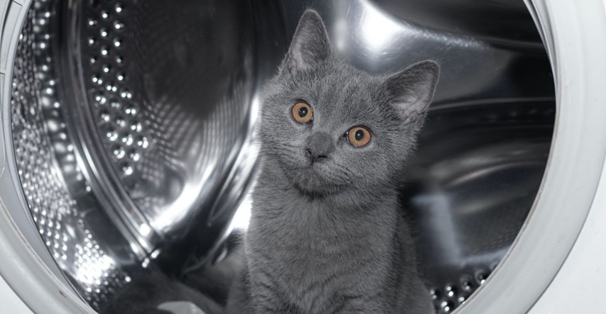 Mačak čudom preživio 12-minutno pranje u perilici rublja