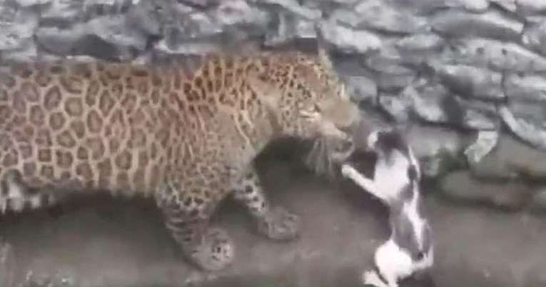 Mačka se s leopardom susrela licem u lice, ljude iznenadilo što se zatim dogodilo