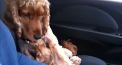 Ovaj pas se ne želi voziti u autu ako ga njegov vlasnik ne drži za šapu