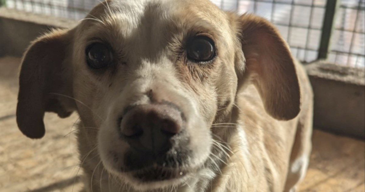 Malena i nježna Zoi traži dom, pomozimo joj da ne mora još dugo čekati