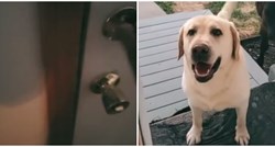 Vlasnica nije mogla vjerovati koga joj je labrador doveo pred vrata