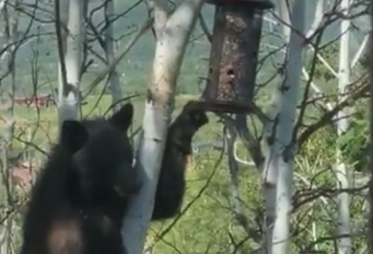 Video bliskog susreta s medvjedom izazvao tisuće reakcija: "Super impresivno"