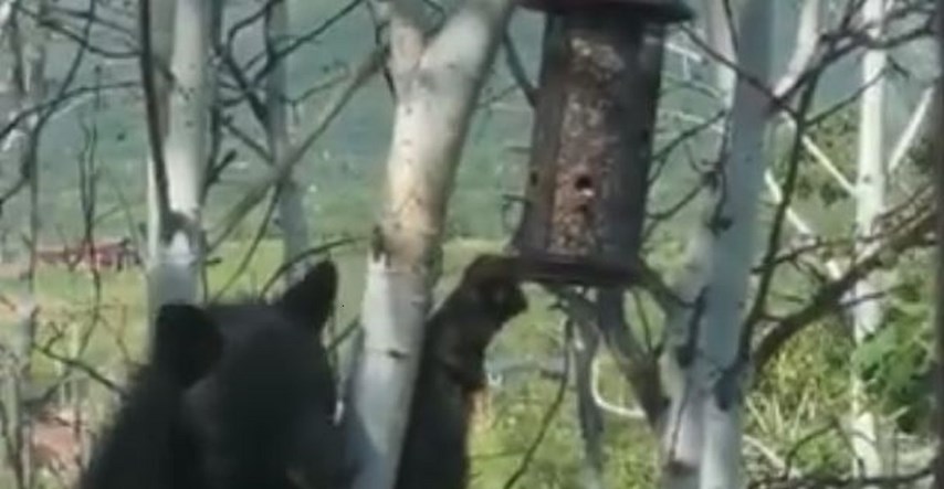 Video bliskog susreta s medvjedom izazvao tisuće reakcija: "Super impresivno"
