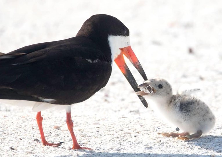Vidite li zašto je ova fotografija ptice kako hrani ptića rastužila svijet?