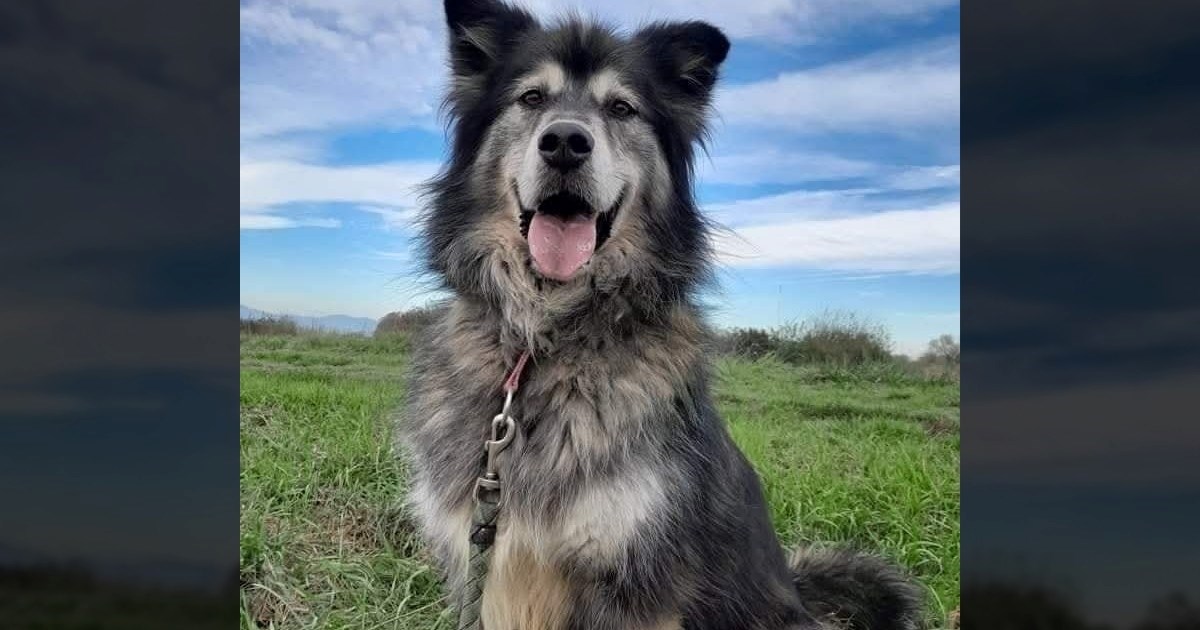 Nitko za njega ne pita: Predivan Reed strpljivo čeka da ga netko poželi upoznati