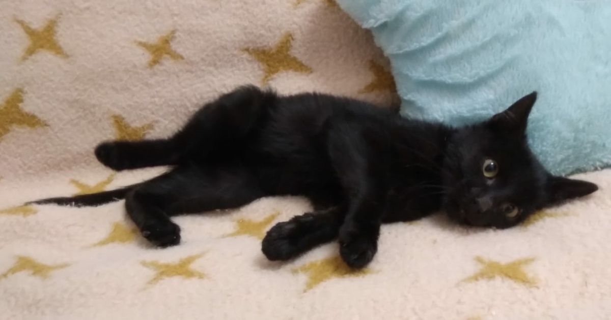 Preslatki Severus danima nije mogao jesti, a sad se oporavlja i traži svoje ljude