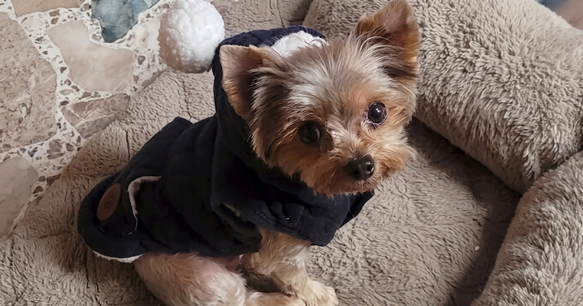 Par ostao u šoku nakon što je veterinar greškom uspavao njihovog psa