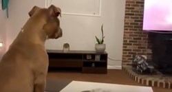Ovaj pas predivno reagira na najtužniju scenu "Kralja lavova"