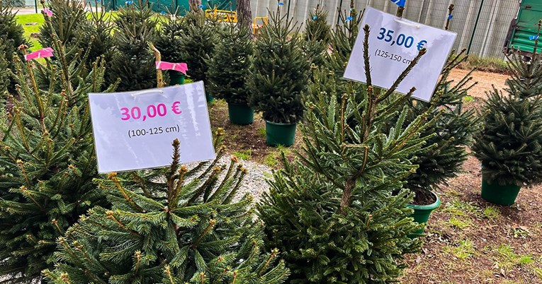 Najam božićnih drvca postao hit u Puli. Košta 40 eura, a dio novca se vraća