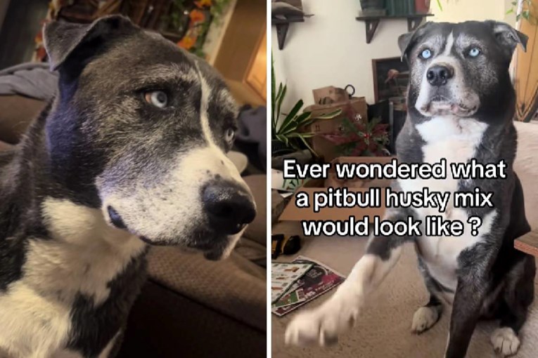 Jeste li ikad vidjeli mješanca pit bulla i haskija? Evo videa koji je zaludio TikTok