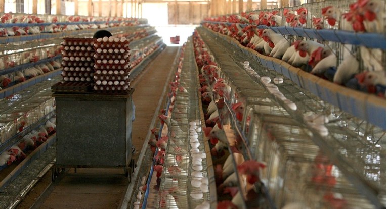 Prijatelji životinja: Ne kupujte jaja za Uskrs, kokoši su izložene ogromnoj patnji