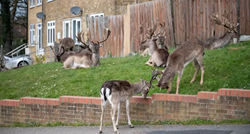 Stanovnici Londona u šoku, jeleni se zbog karantene odmaraju ispred obiteljskih kuća