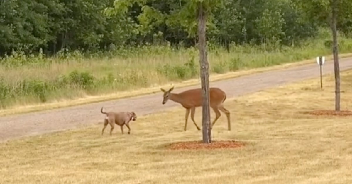 Viralna snimka otkrila nevjerojatno prijateljstvo pit bula i srne