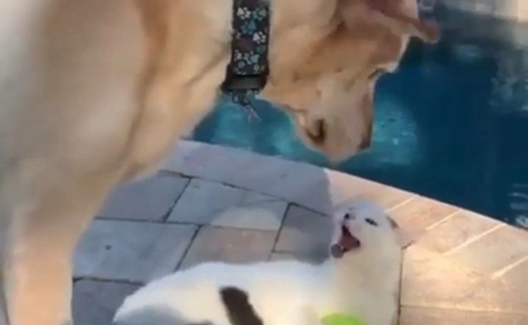 Pas je pokušao doći do loptice kojom se igrala mačka, njena reakcija je oduševila