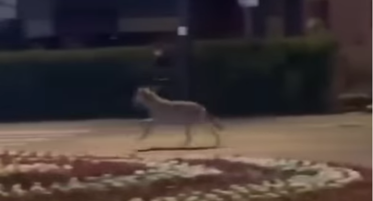 U centru Stubičkih Toplica snimljen vuk? Pogledajte video