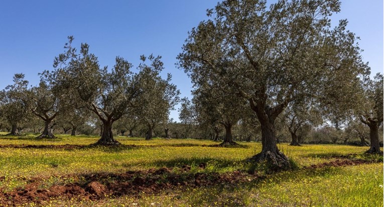 Zbog klimatskih promjena u Hercegovini počeli saditi masline i proizvoditi ulje