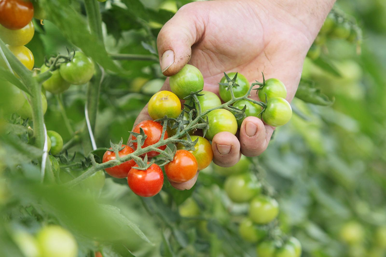 S polica Plodina uklonjene cherry rajčice talijanskog dobavljača