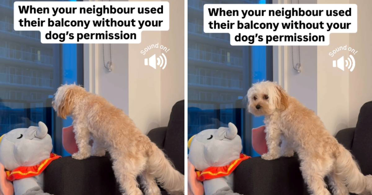 Pas Duffy je ljutito reagirao na susjeda koji koristi svoj balkon