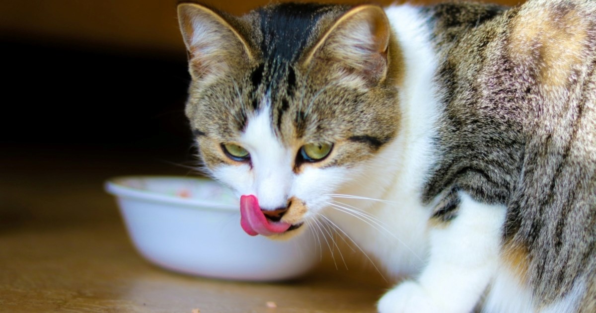 Povećan apetit kod mačke može biti znak nečeg ozbiljnijeg, evo što trebamo znati