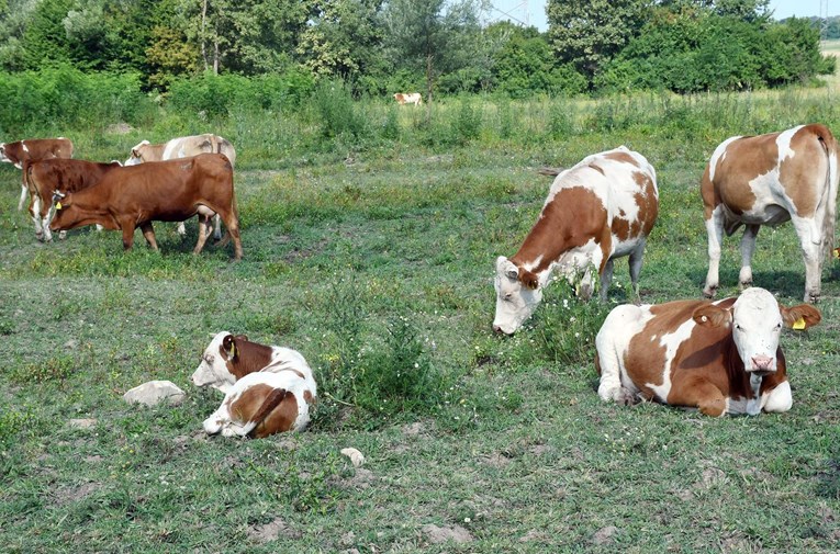 Upozorenje analitičara: Bez uvoza bismo za tjedan dana ostali bez hrane