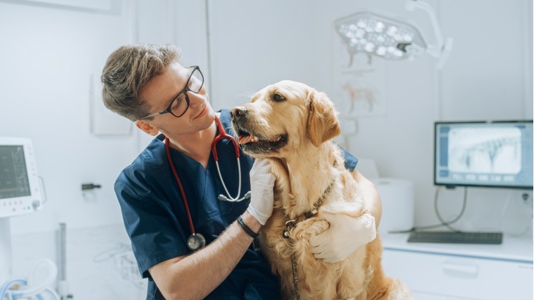 Danas je Svjetski dan veterinara: Njihov rad je ključan za dobrobit cijelog društva