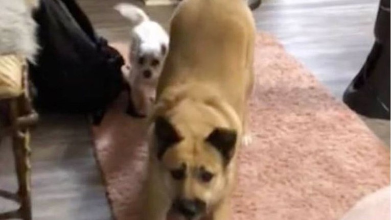 Psi nisu mogli skrivati sreću kad su se nakon dva mjeseca konačno vratili kući