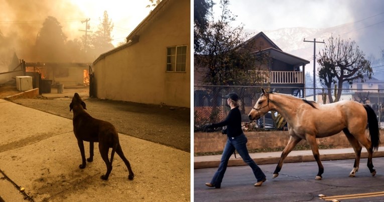 Stanovnici Los Angelesa pomažu životinjama, veterinari nude pomoć