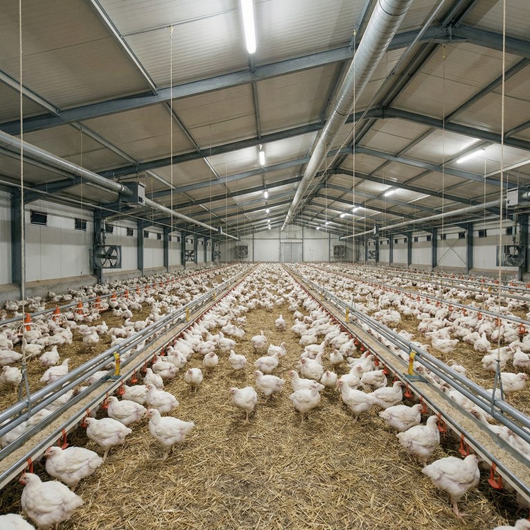 Ukrajinci o klaonici kod Siska: Neće biti 270 milijuna pilića, zaposlit ćemo lokalce