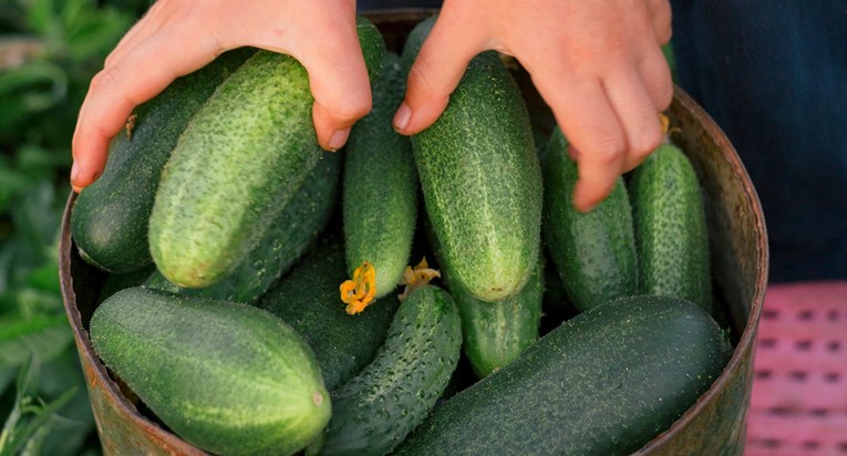 Ako imate brdo svježih krastavaca koje ne možete pojesti, imamo rješenje