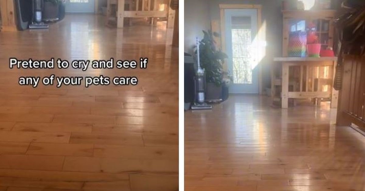 Pravila se da plače da vidi hoće li ljubimci reagirati, iznenadilo ju je tko je došao