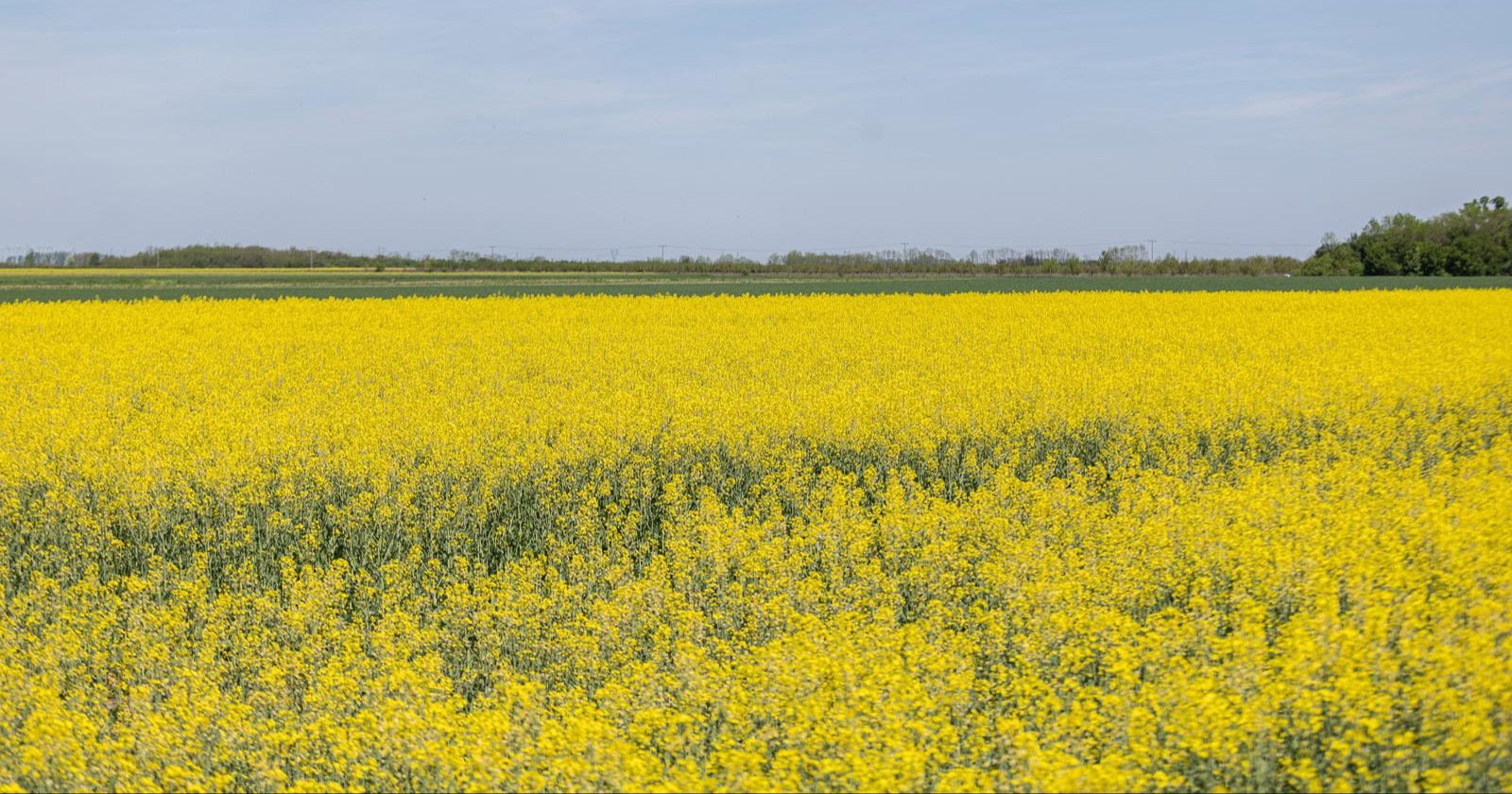 Fotke polja uljane repice ovih dana oduzimaju dah