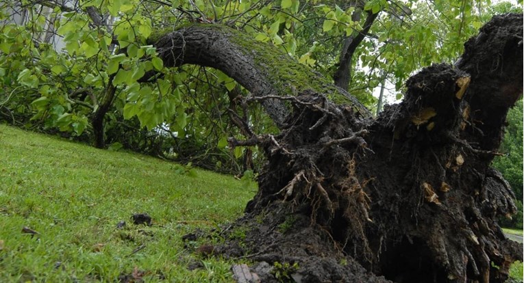 Na muškarca (68) u Bjelovaru palo stablo koje je rušio pilom, u kritičnom je stanju