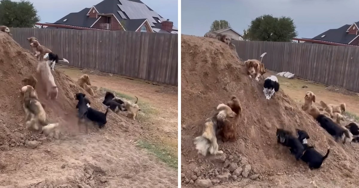 Hrpa zemlje u dvorištu postala omiljeno igralište slatkih jazavčara