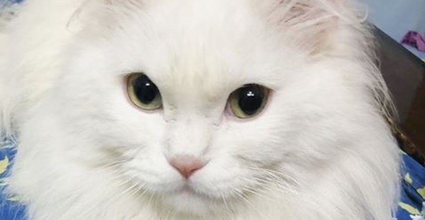 Ovo je 10 najskupljih vrsta mačaka u 2020. godini. Znate li koja košta najviše?