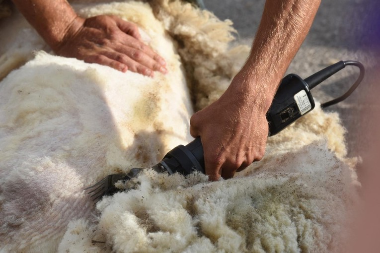 Bračanin platio 95 eura stroj za šišanje ovaca, pogledajte što mu je stiglo