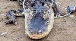 FOTO U parku u New Yorku pronađen aligator od 1.2 metra