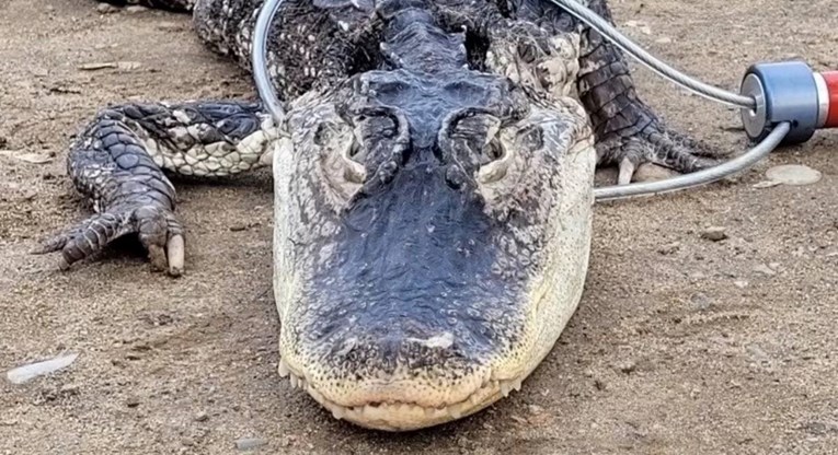 FOTO U parku u New Yorku pronađen golemi aligator