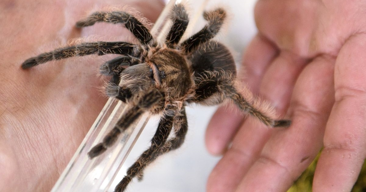Njemačka carina u kolačima otkrila 1500 tarantula iz Vijetnama