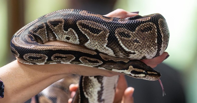 Osječani obilježili Dan gmazova i primili u ruke ljuskave stanovnike ZOO vrta