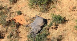 Deseci slonova ugibaju u Zimbabveu jer klimatske promjene isušuju park Hwange