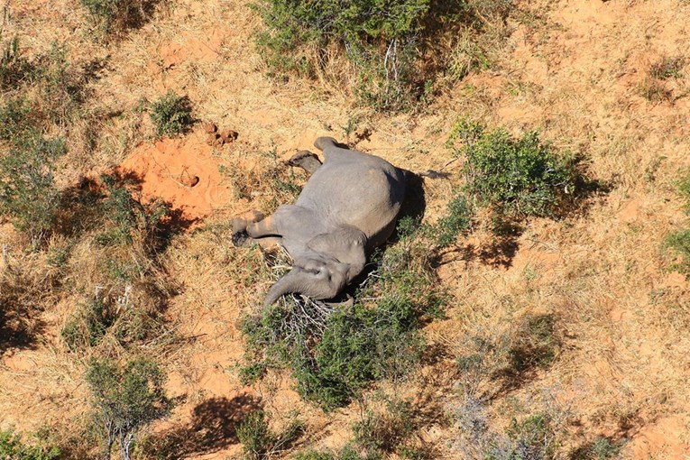 Deseci slonova ugibaju u Zimbabveu jer klimatske promjene isušuju park Hwange