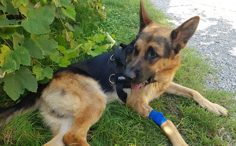Karlovački vatrogasni pas Rex oporavlja se nakon što su ga provalnici pretukli