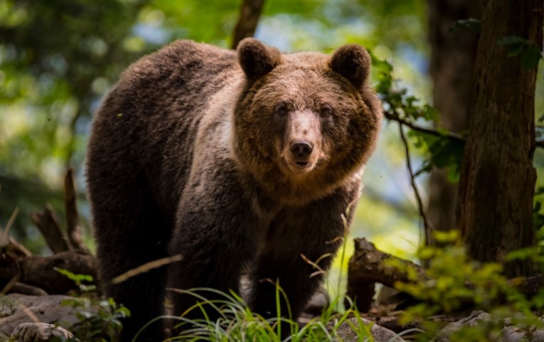Medvjed za kojim se tragalo kod Kostrene usmjeren na drugo područje