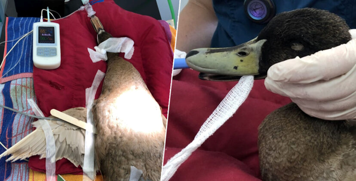 Patku nimfomanijaku morali amputirati spolovilo. Pario se po 10 puta dnevno