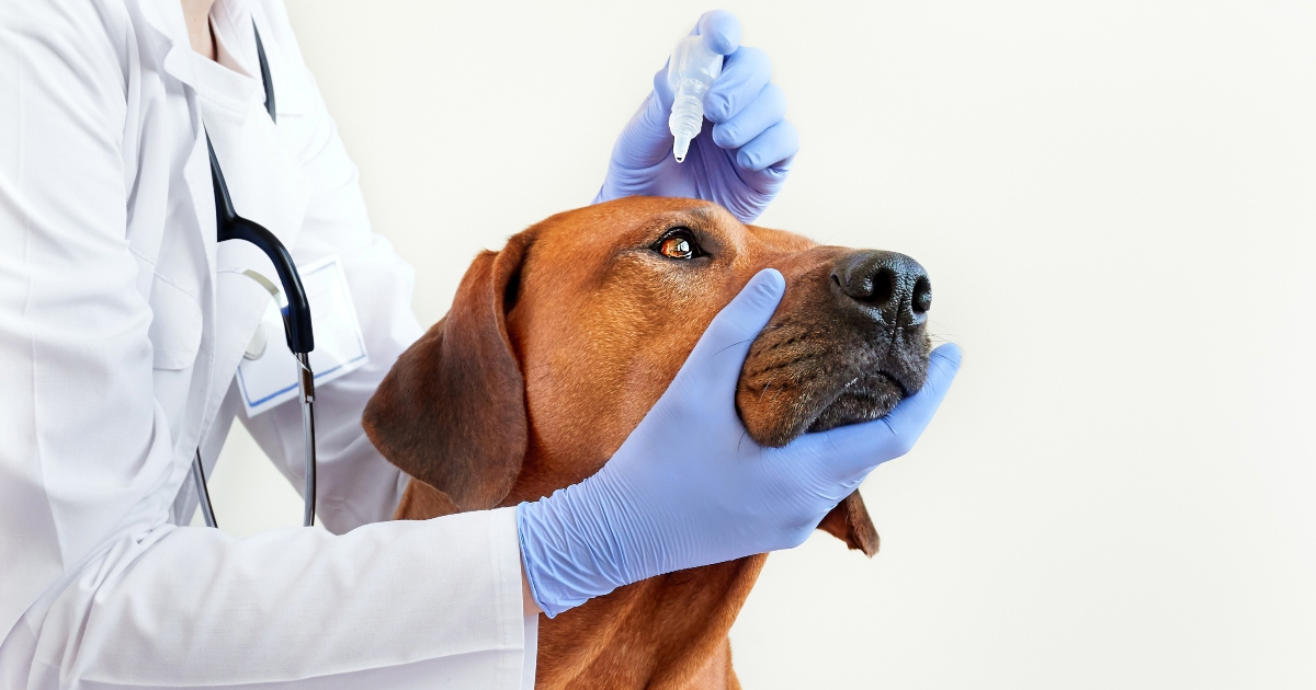 Zamućene oči kod psa: kada je vrijeme za posjet veterinaru?