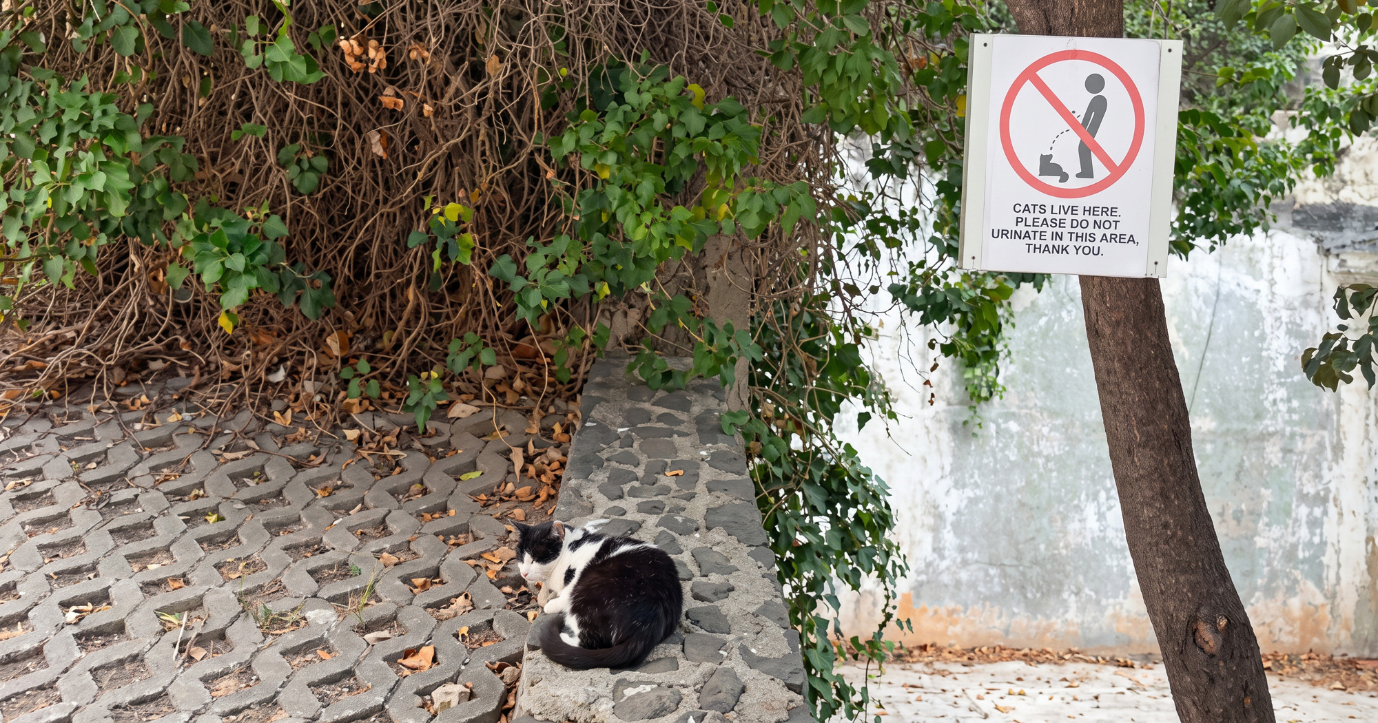 Splićani poslali poruku pijanim turistima: "Ne urinirajte, tu žive mačke"