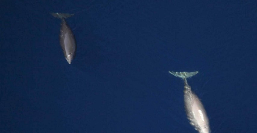 U Jadranu počelo prvo istraživanje zaštićenih Cuvierovih kljunastih kitova