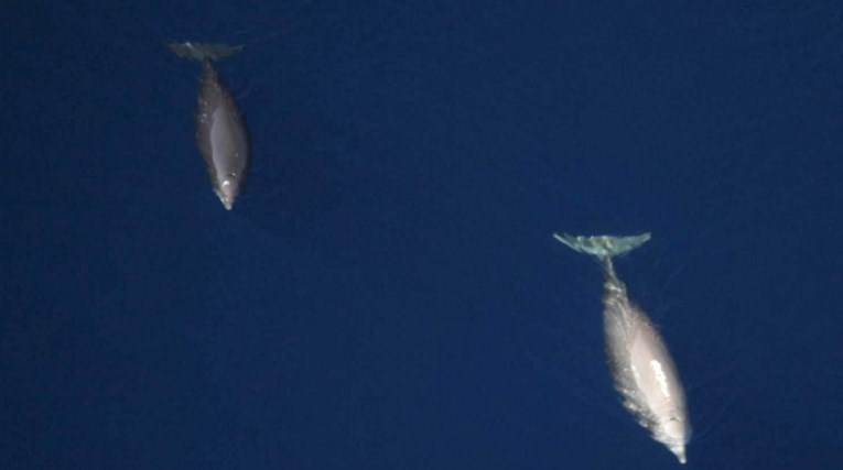 U Jadranu počelo prvo istraživanje zaštićenih Cuvierovih kljunastih kitova